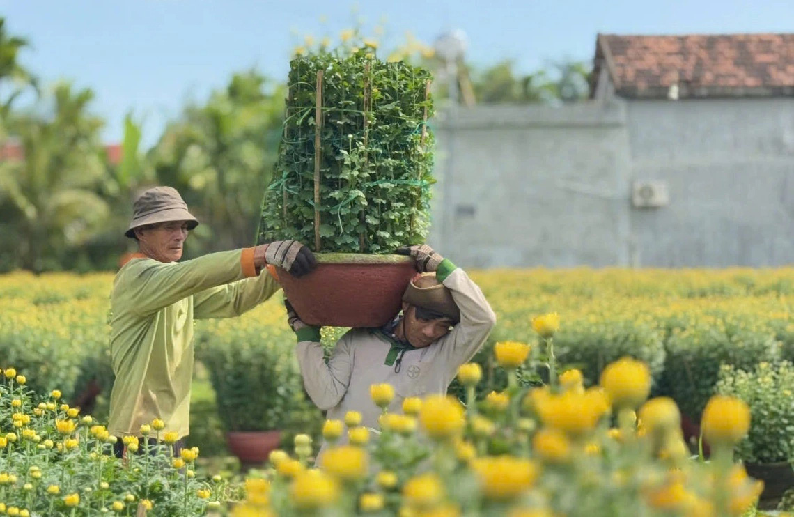 Hoa cúc Tết rực vàng các ngôi làng bên bờ sông Vệ - Ảnh 5.