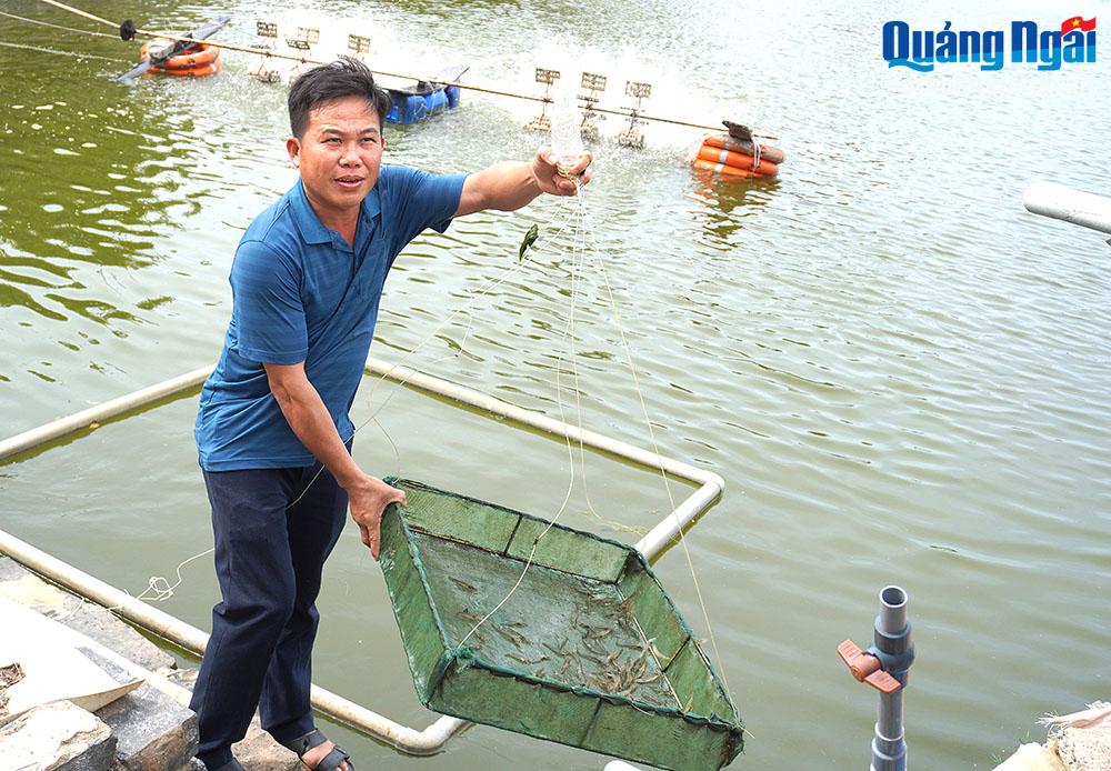 บ่อกุ้งของครอบครัวนาย Nguyen Cong Van ในชุมชน Tinh Hoa (เมือง Quang Ngai)
