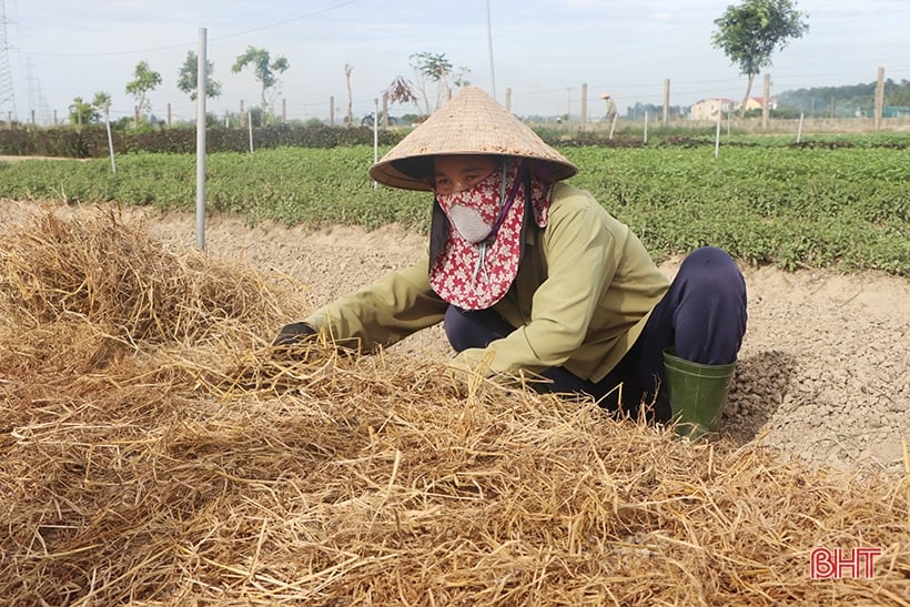 Ha Tinh beginnt 2023 mit der Wintergetreideproduktion