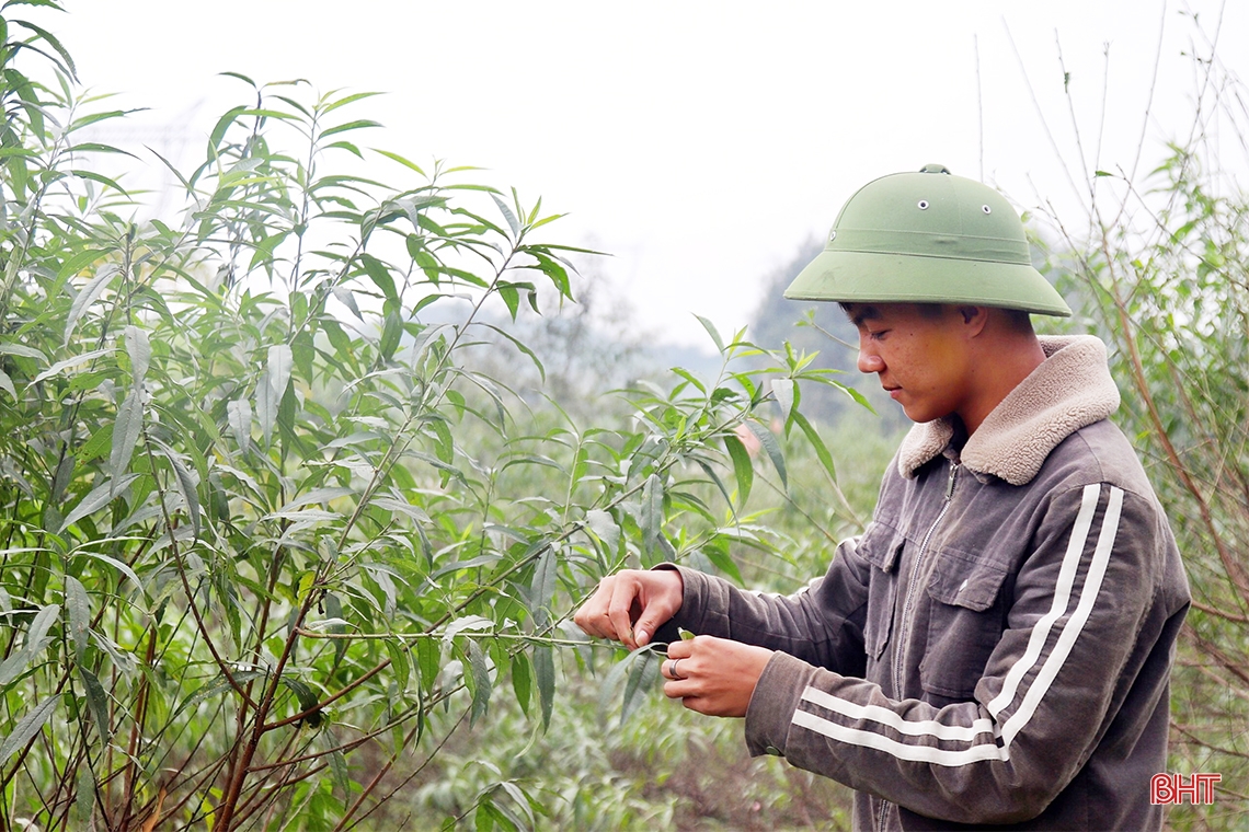 Người dân thủ phủ đào phai Hà Tĩnh tất bật vào mùa tuốt lá 