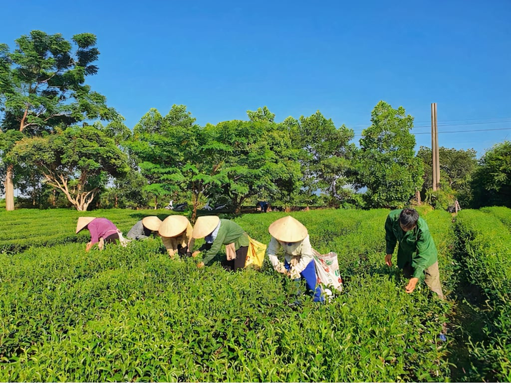 People of Quang Long commune harvest tea. Photo: Van Anh