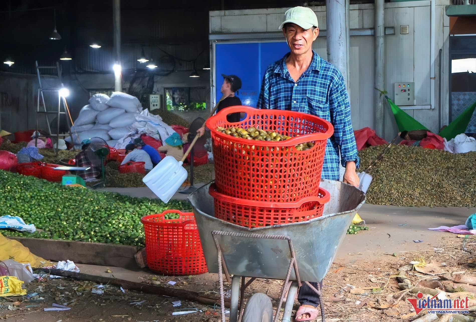 Record price increase, 1 ton of fresh areca nuts is worth an amount of gold