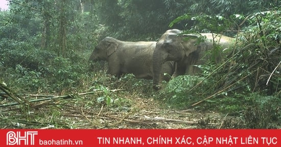 Effective conservation of wild, endangered and rare species in Ha Tinh