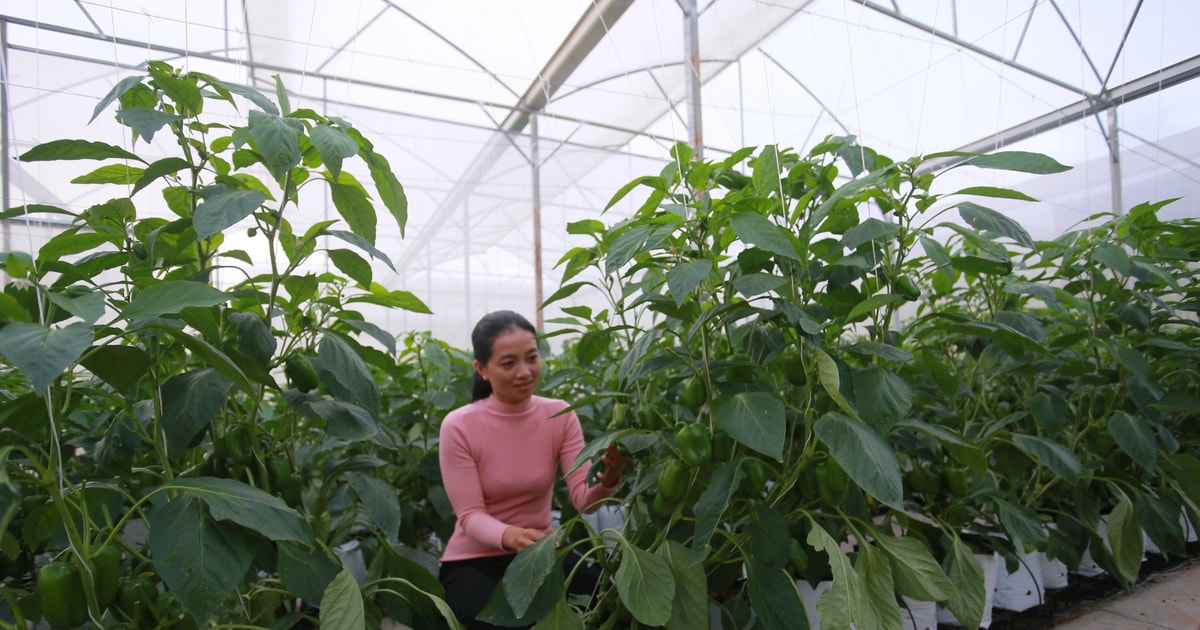 Des légumes et des fruits propres grâce à « l'engrais pur »