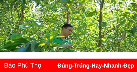 Phú Thọ vượt chỉ tiêu trồng rừng năm 2024