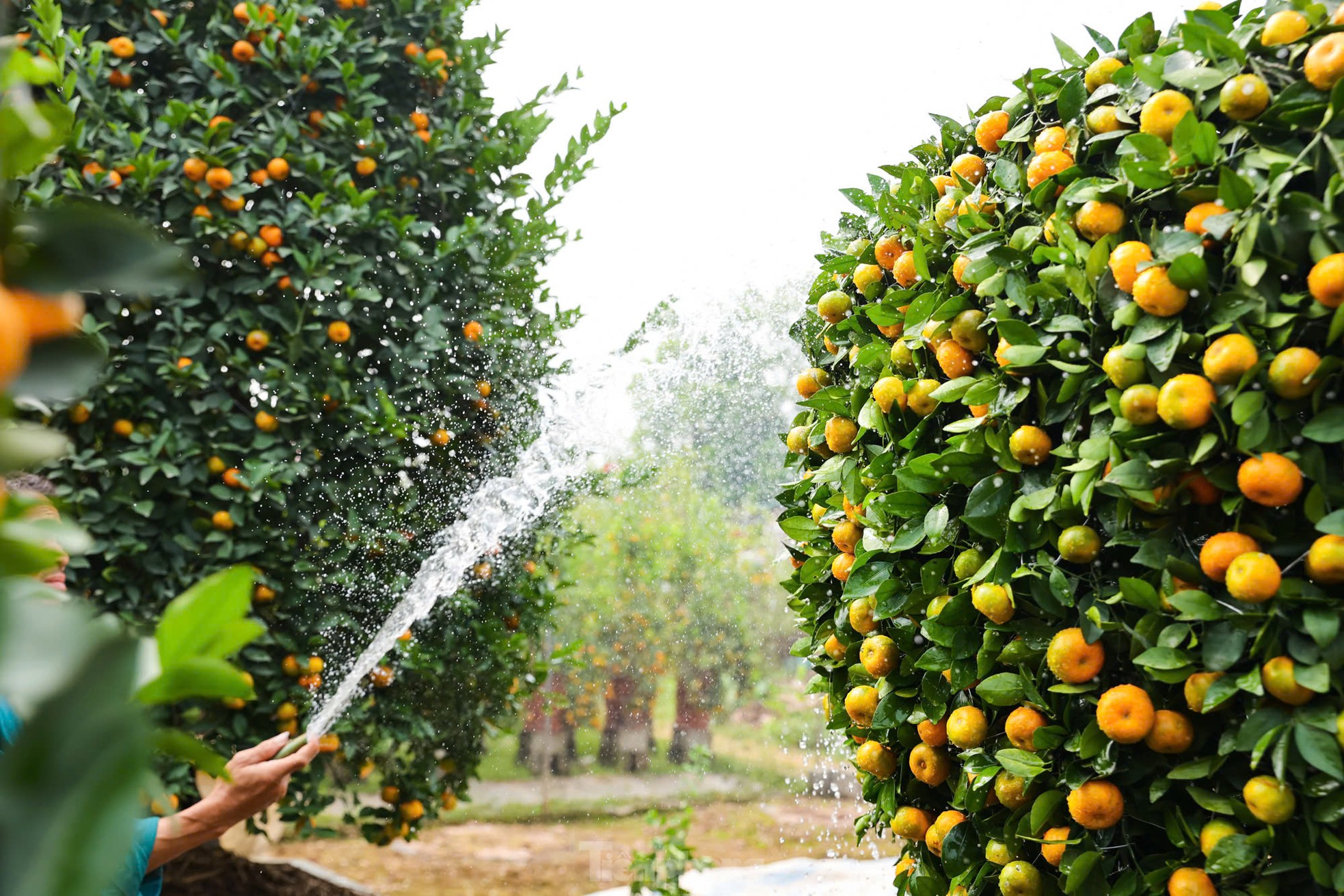 Chưa đến Tết, quýt 'bình hút lộc' khổng lồ giá chục triệu đồng đã cháy hàng ảnh 5