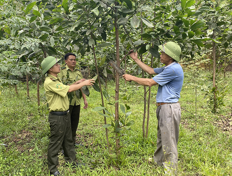 Phát triển rừng cây gỗ lớn