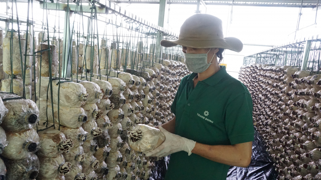 ក្រុមហ៊ុនភាគហ៊ុនរួម Thanh Dong Green Food