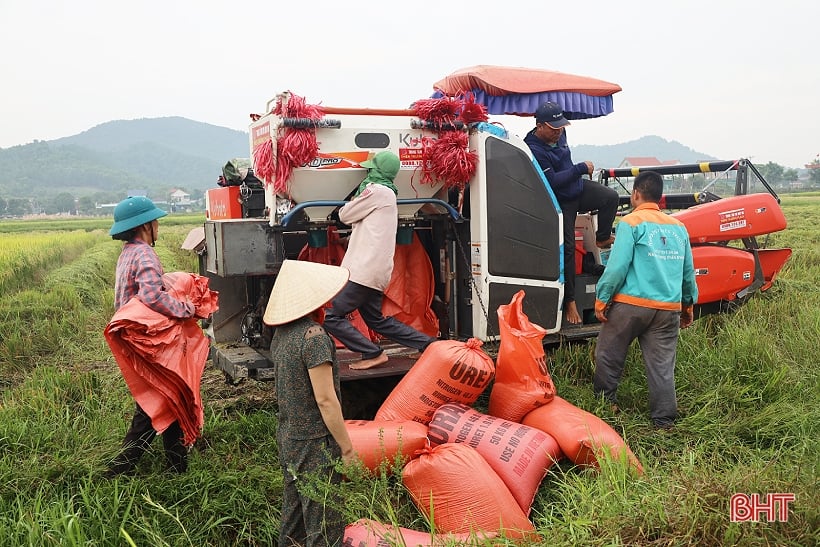 Summer-autumn rice prices increase, easy to sell, Ha Tinh farmers are happy