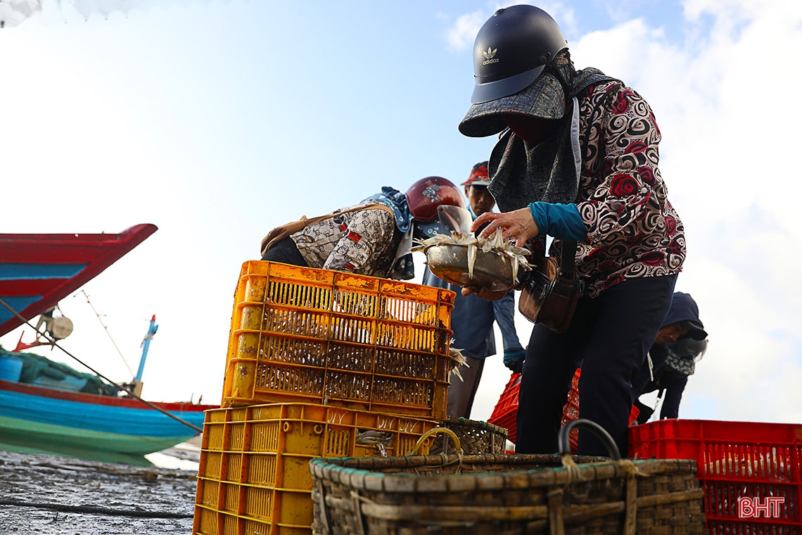 Ngư dân làng biển phía Nam Hà Tĩnh trúng đậm cá cơm