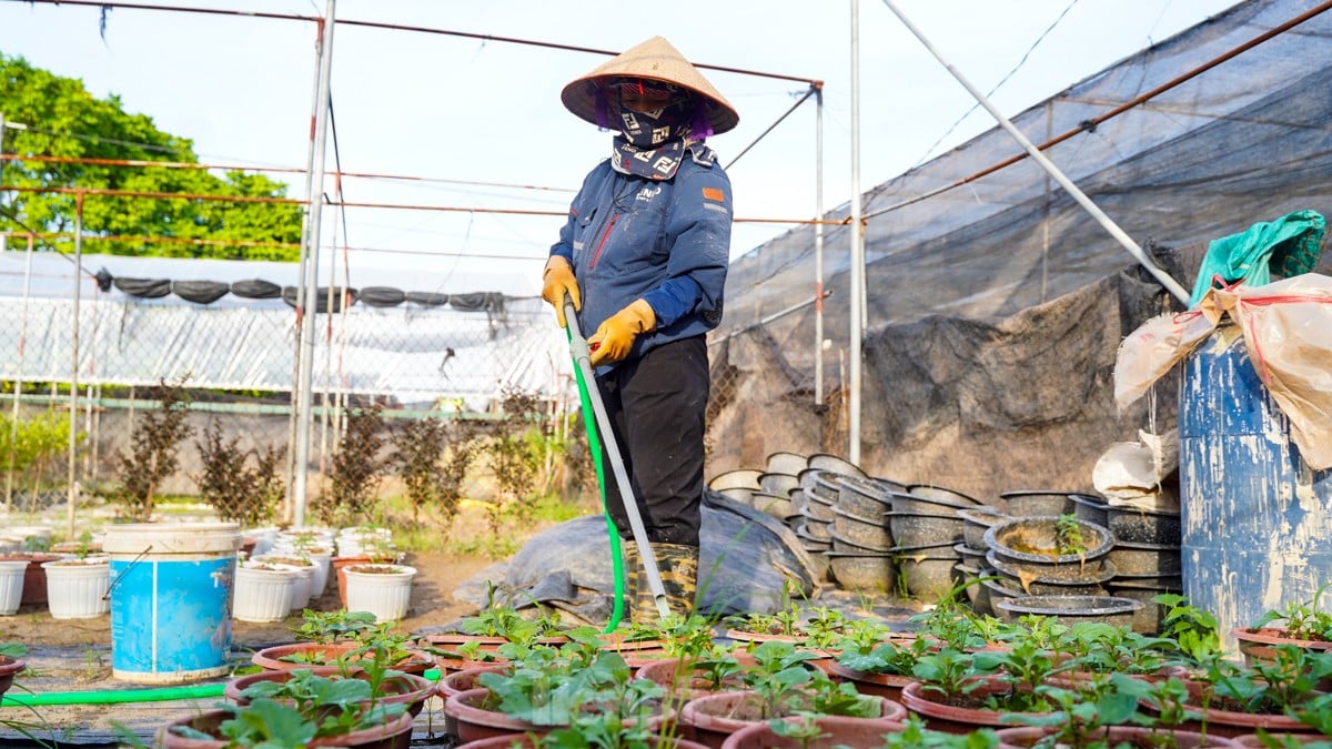 Làng cây cảnh lớn nhất miền Bắc 'làm lại từ đầu' sau bão số 3 ảnh 2