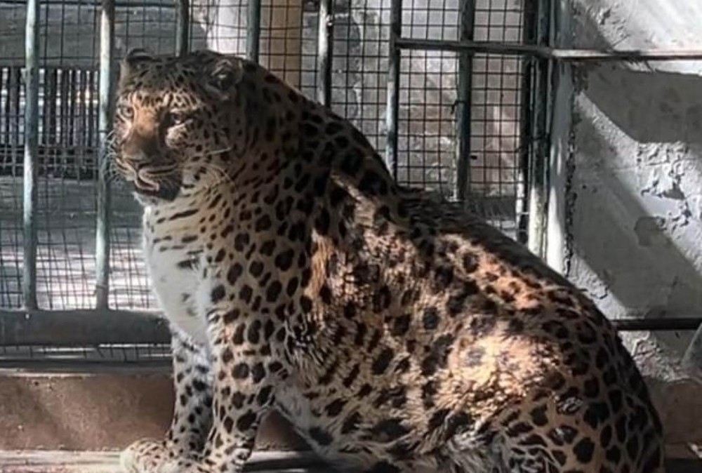 Leopardo obeso en el zoológico Panzihua. (Fuente: Xinhua)