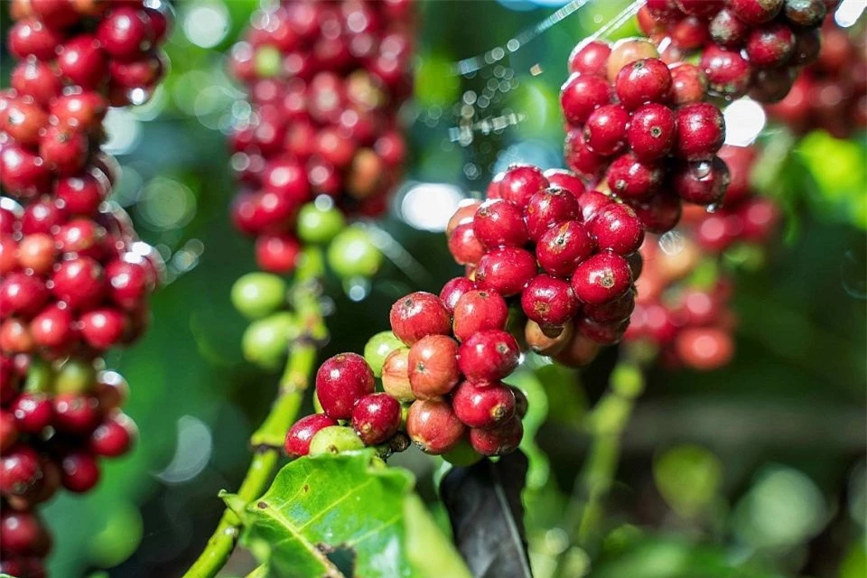 Agricultural product prices on November 20, 2024: Coffee and pepper both increased slightly