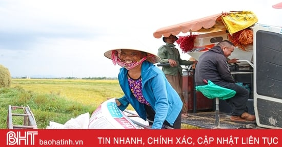 Nông dân Hà Tĩnh phấn khởi xuống đồng thu hoạch lúa hè thu