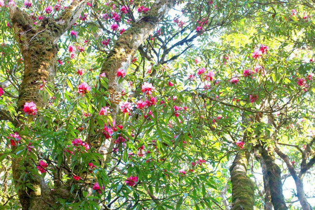 In 2023, Vi Xuyen district will organize the Rhododendron Flower Festival for the first time to promote its image to tourists.