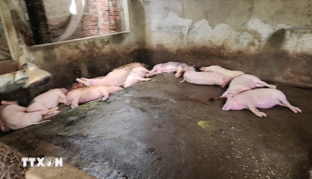 The cause of the death of breeding pigs after being given to poor households in Gia Lai has been determined.