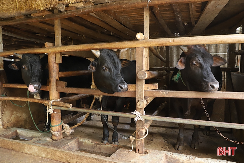 生牛価格が急落、ハティン省の牛飼育者は損失を被る