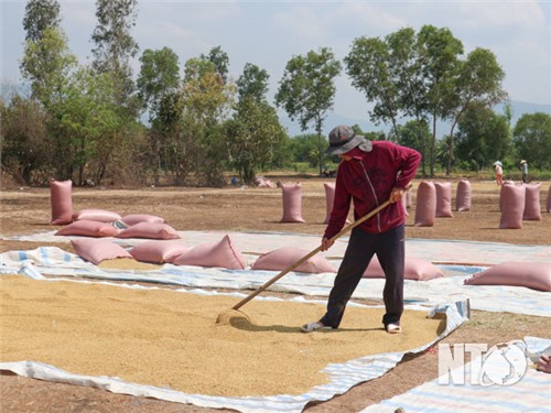 NTO - Los agricultores del distrito de Ninh Son tienen una buena cosecha de invierno.