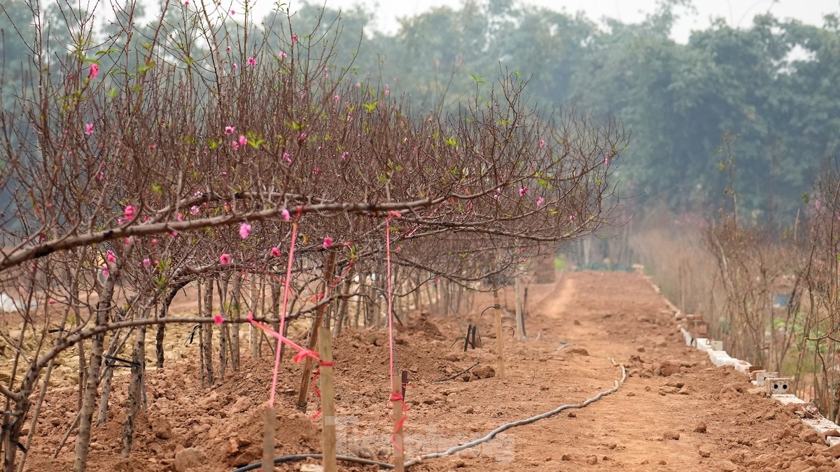 Hanoi: Nhat Tan peach blossoms increase in price sharply, even with millions of dong, it is still difficult to buy photo 5