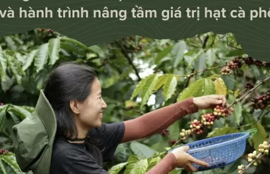 La niña de Gia Lai abandona la ciudad para ir al jardín y emprender un viaje para mejorar el valor de los granos de café.