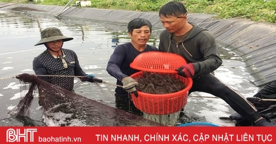 Người nuôi trồng Hà Tĩnh thu 5.800 tấn tôm thương phẩm