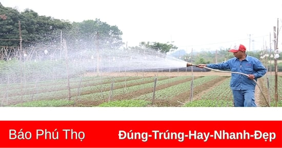 Làng hoa Tiên Du hối hả vào vụ Tết