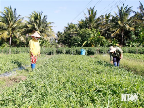 NTO - Farmers actively switch to winter crops