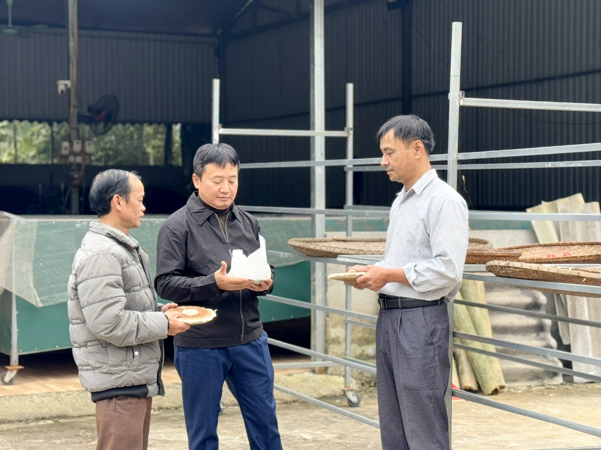 Building a sustainable tea chain at Cao Bo Shan Tuyet Tea Cooperative (Vi Xuyen)