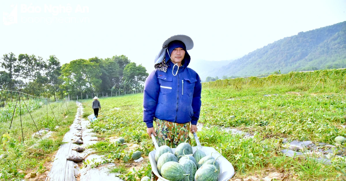 더운 계절에 수확되는 투옹즈엉 수박은 수요가 매우 높습니다.