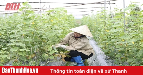 Mở rộng diện tích liên kết sản xuất nông sản vụ đông