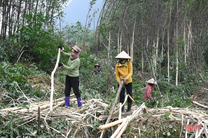 Lộc Hà chú trọng phát triển sản xuất vùng ven chân núi Hồng Lĩnh