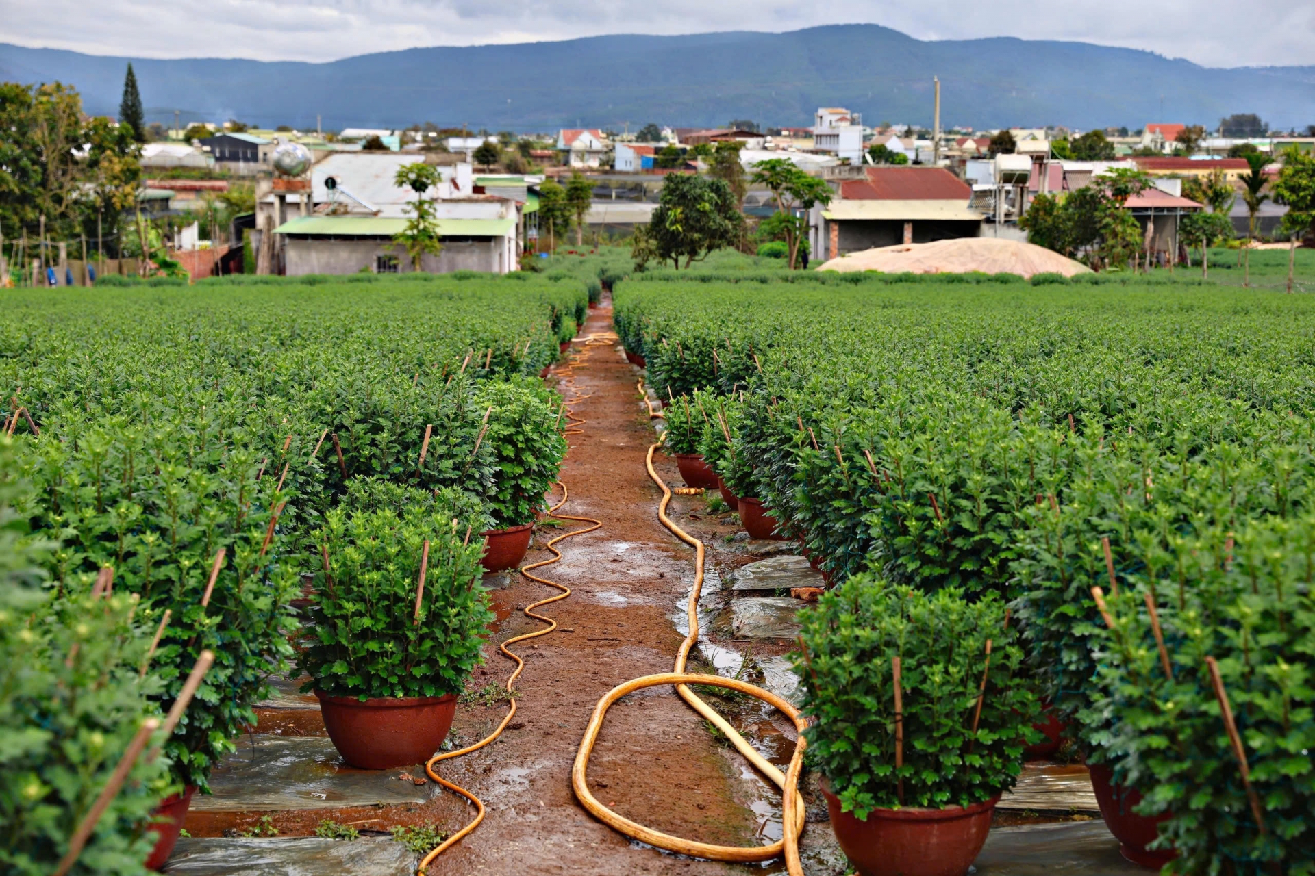 Jardines de flores preparándose para vender el Tet de este año