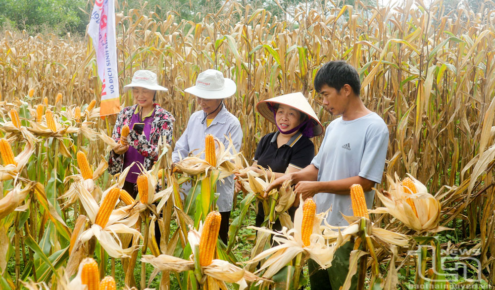 La variedad de maíz híbrido NK7328 se ha arraigado y ha producido un alto rendimiento en la comuna de Dong Dat (Phu Luong).