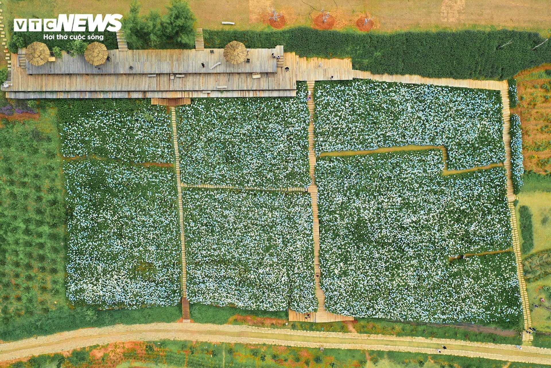 Fascinado por el campo de hortensias de 3.000 m2 en Da Lat, tan hermoso como un cuento de hadas - 1
