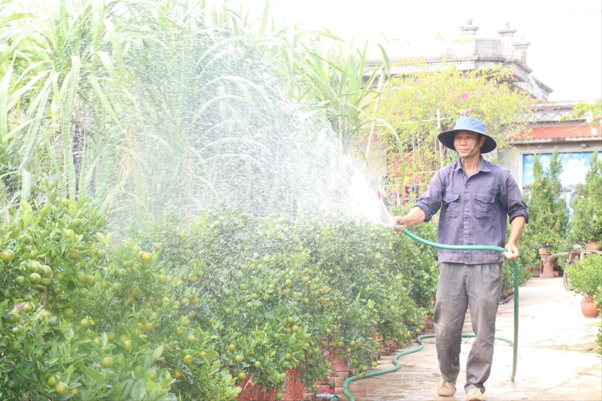 ¿Cómo está ahora la zona de cultivo de kumquat en Thanh Ha?