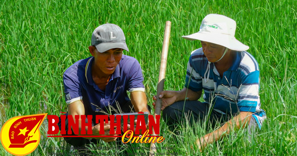 Tập huấn quy trình canh tác lúa bền vững