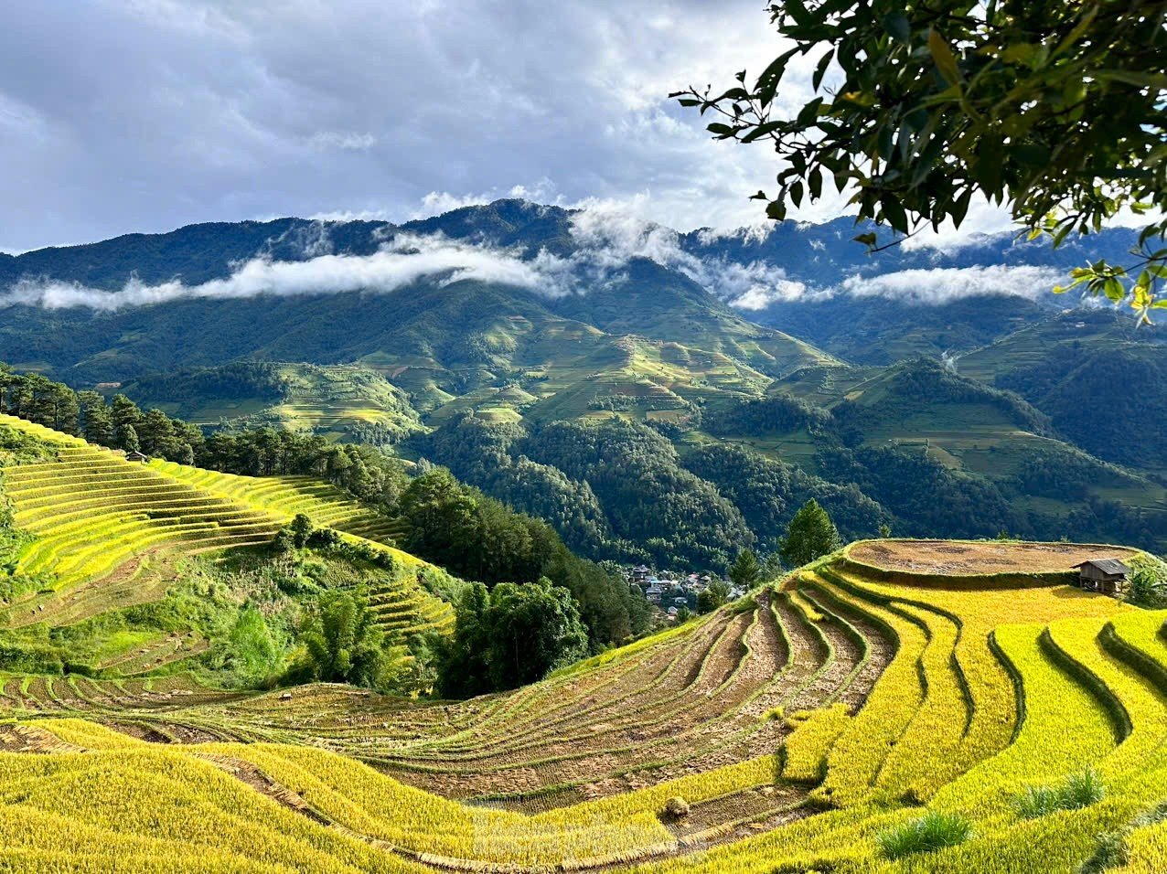 Brillante Mu Cang Chai en la temporada de arroz maduro. Foto 2