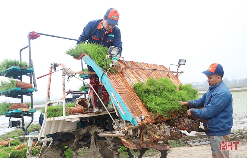 Aplicación de la tecnología de siembra en bandejas y máquina trasplantadora para producir arroz orgánico en Cam Xuyen