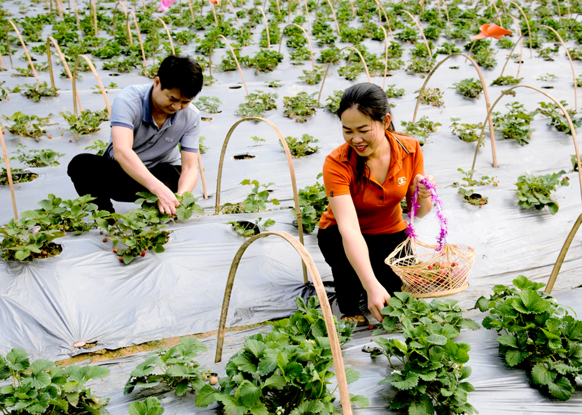Erdbeergarten der Familie von Frau Hoang Thi Kiem, Dorf Chi, Gemeinde Xuan Giang (Quang Binh).