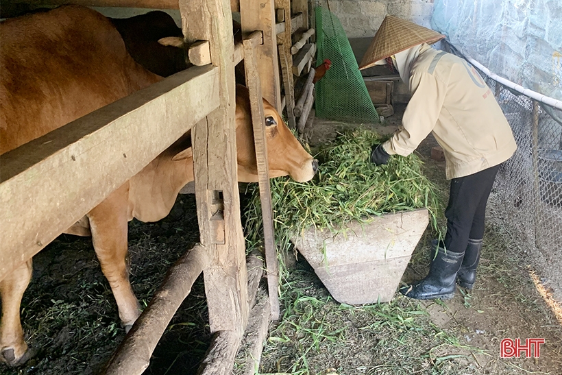 People in the mountainous area of ​​Vu Quang worry about keeping their livestock warm.