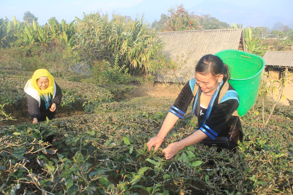 Trồng chè bằng hạt