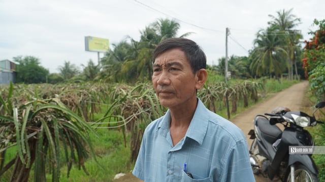 Bình Thuận: Người dân trồng thanh long mong chờ kinh phí hỗ trợ- Ảnh 3.