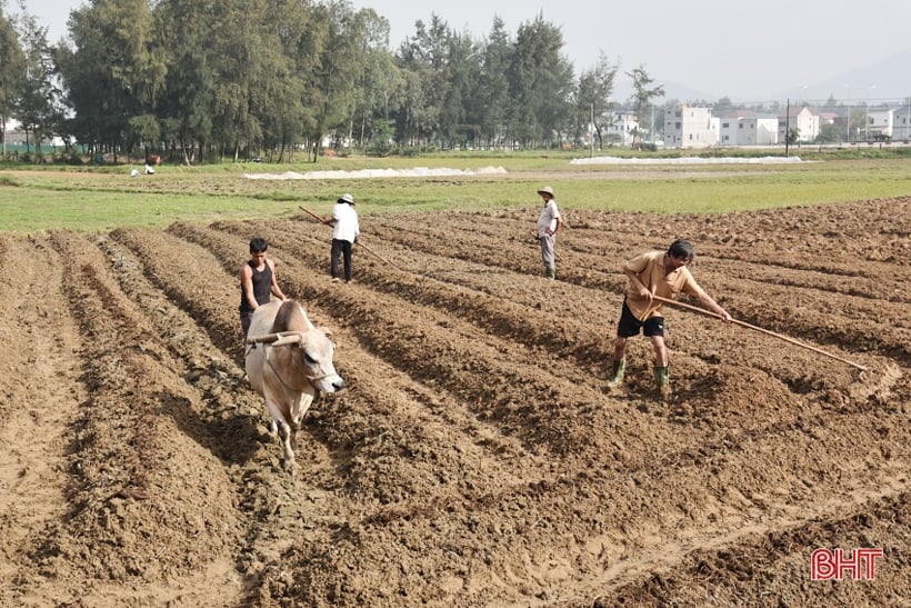 Nông dân Lộc Hà “gác” tết vì mục tiêu 2.468 tấn lạc xuân