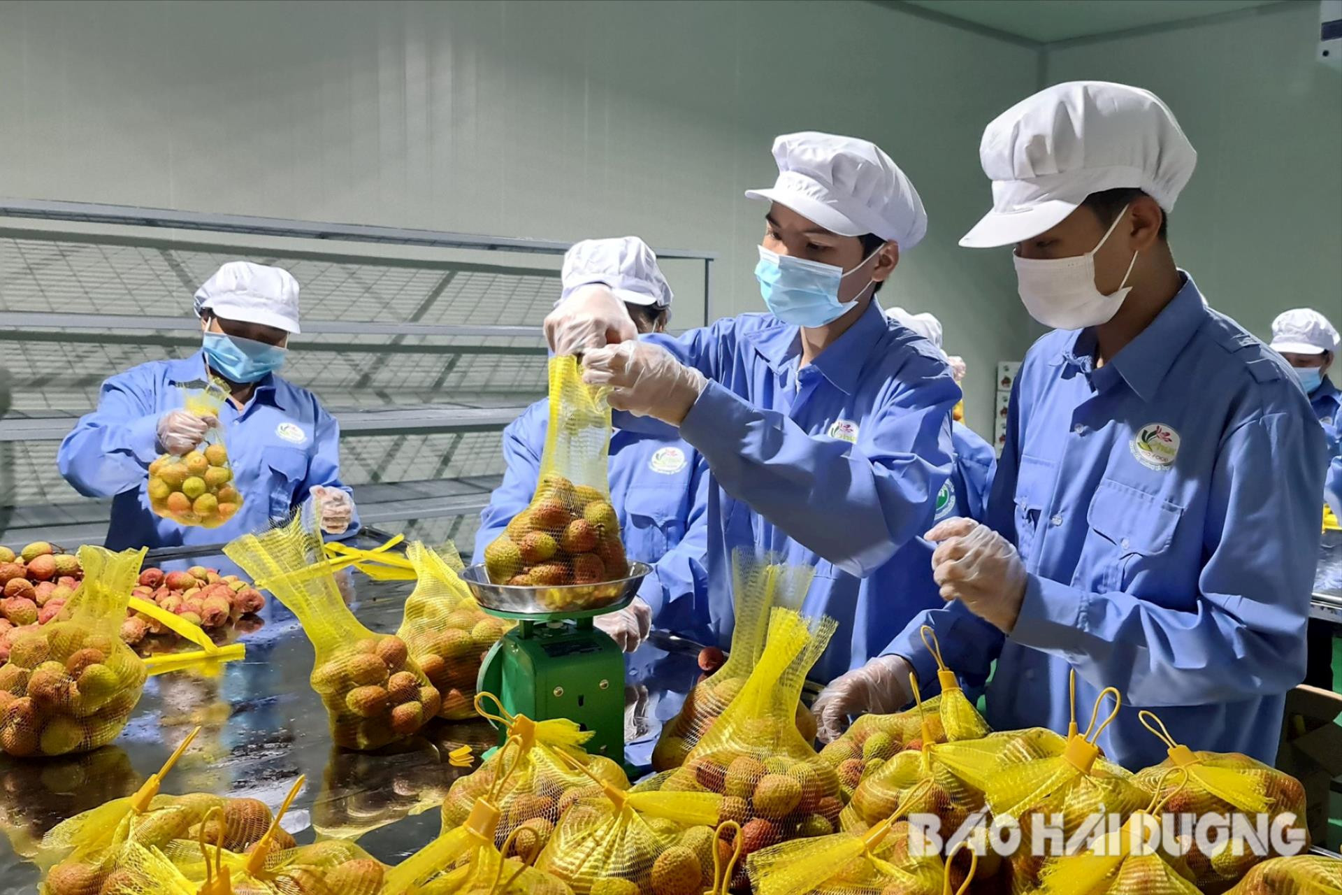 vải Hải Dương được xuất khẩu sang thị trường các nước như Trung Quốc, Nhật Bản, Pháp, Mỹ, Malaysia, Thái Lan và Trung Đông.... (Ảnh tư liệu)