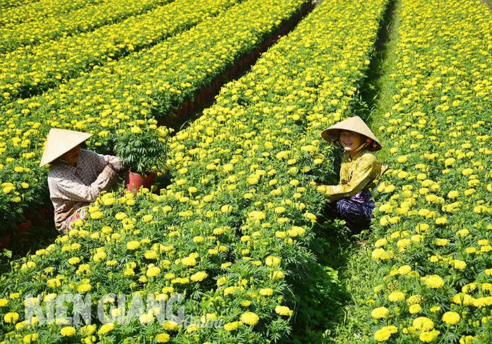 ຄວາມສຸກແລະຄວາມໂສກເສົ້າຂອງອາຊີບປູກດອກໄມ້ Tet