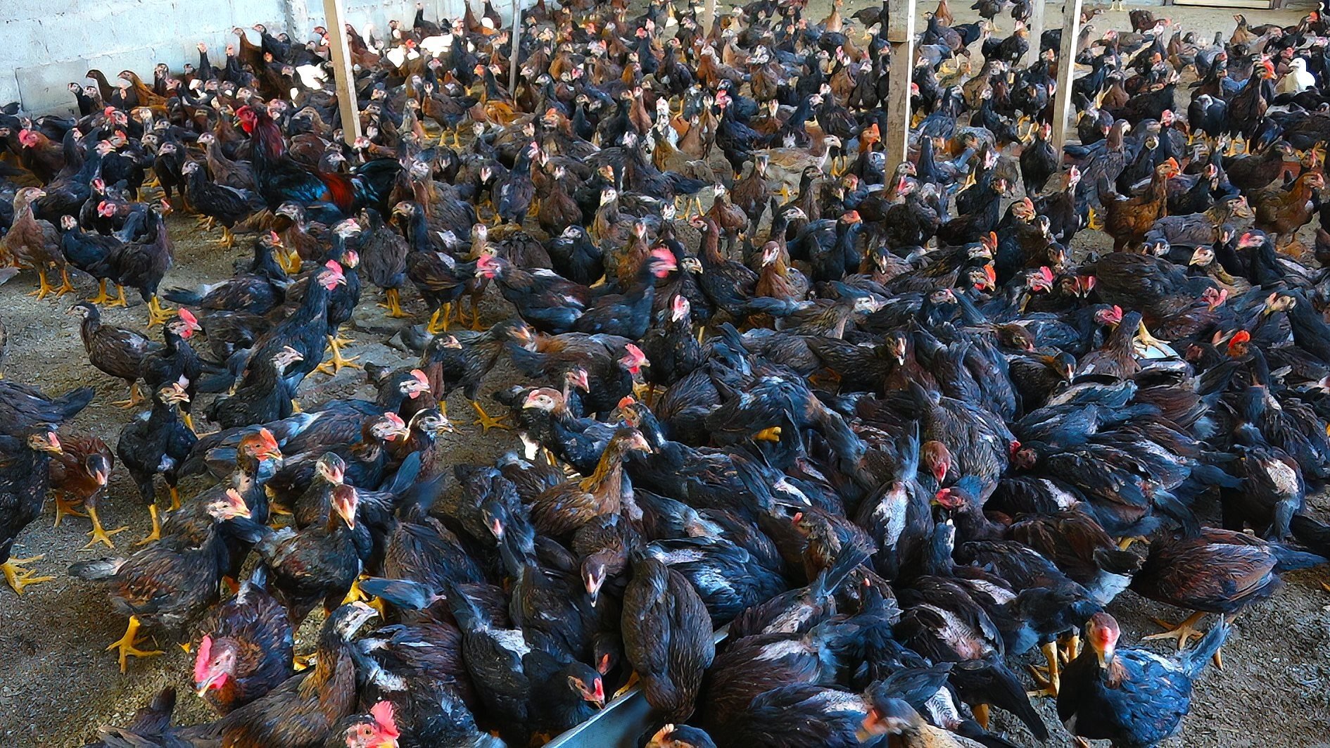 élevage-de-poules-dans-une-pièce-sud-est-phan-thiet-anh-n.-lan-3-.jpg