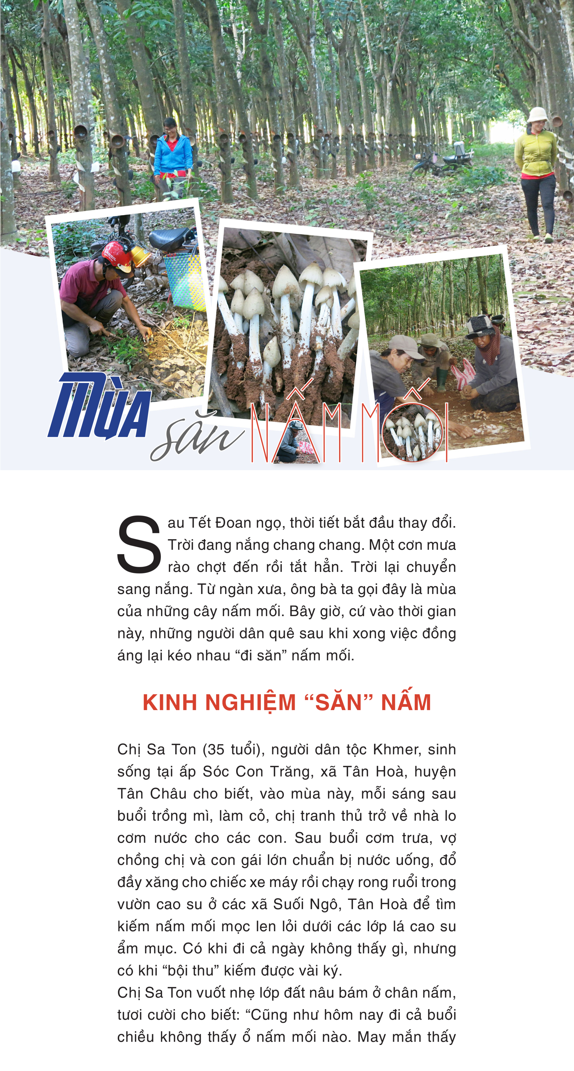 Mùa săn nấm mối