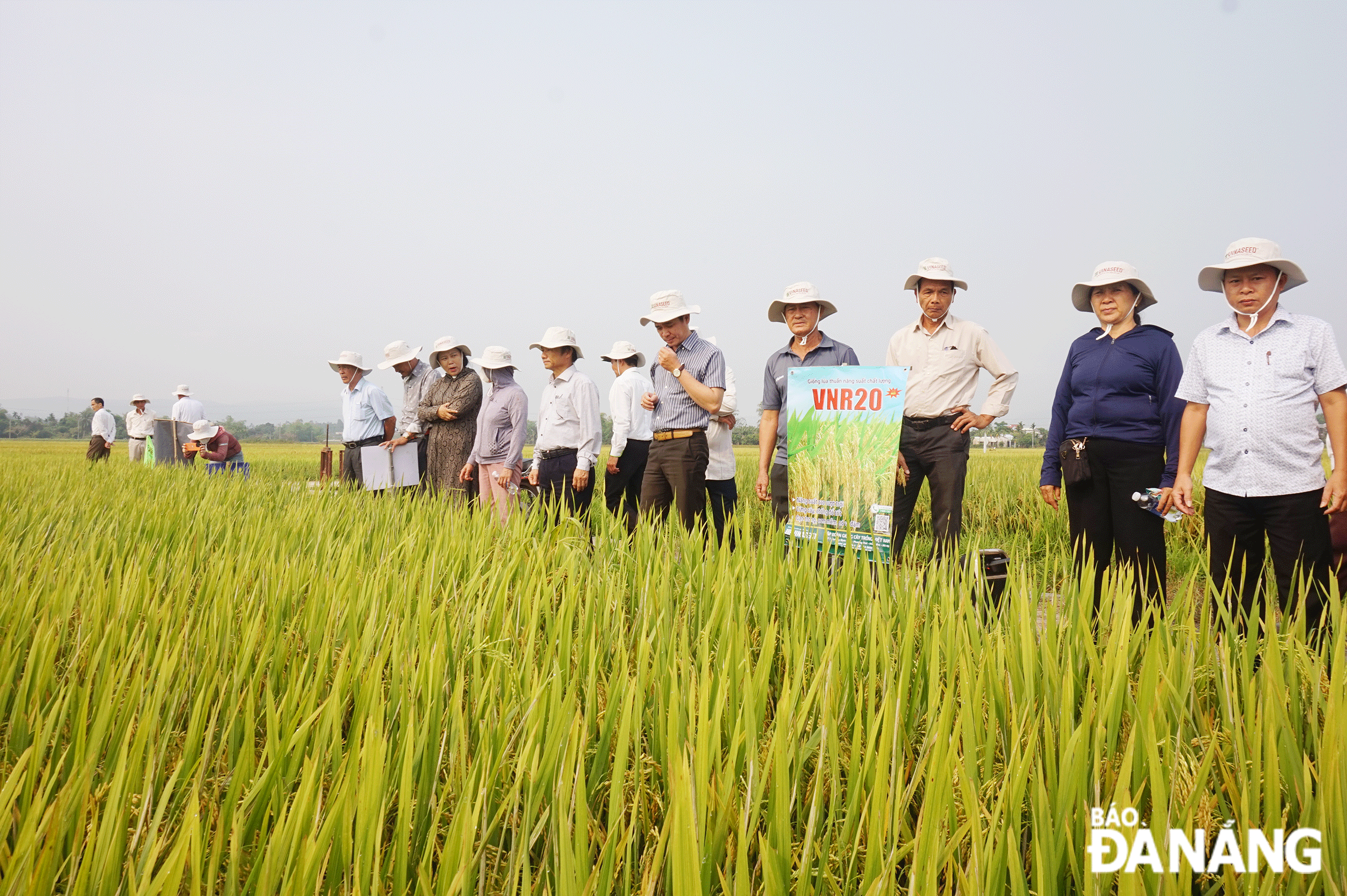 Acceptance of demonstration model of new rice varieties in Duong Lam 2 village, Hoa Phong commune in the winter-spring crop 2023-2024. Photo: VAN HOANG