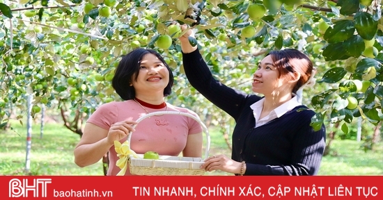 Trải nghiệm vườn táo hữu cơ trĩu quả ở Hà Tĩnh