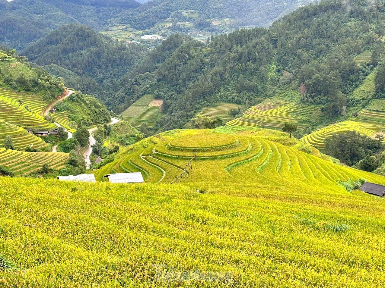 Brillante Mu Cang Chai en la temporada de arroz maduro, foto 7